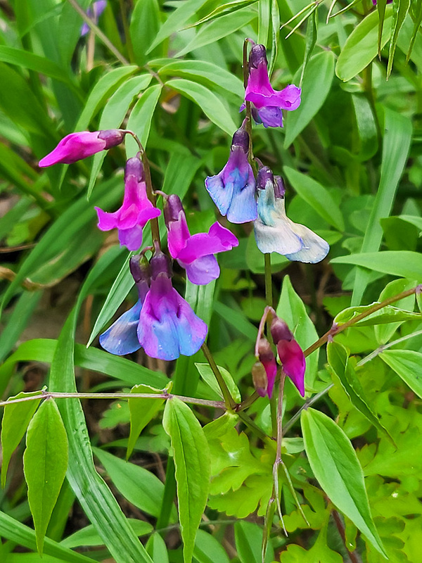 hrachor jarný Lathyrus vernus (L.) Bernh.