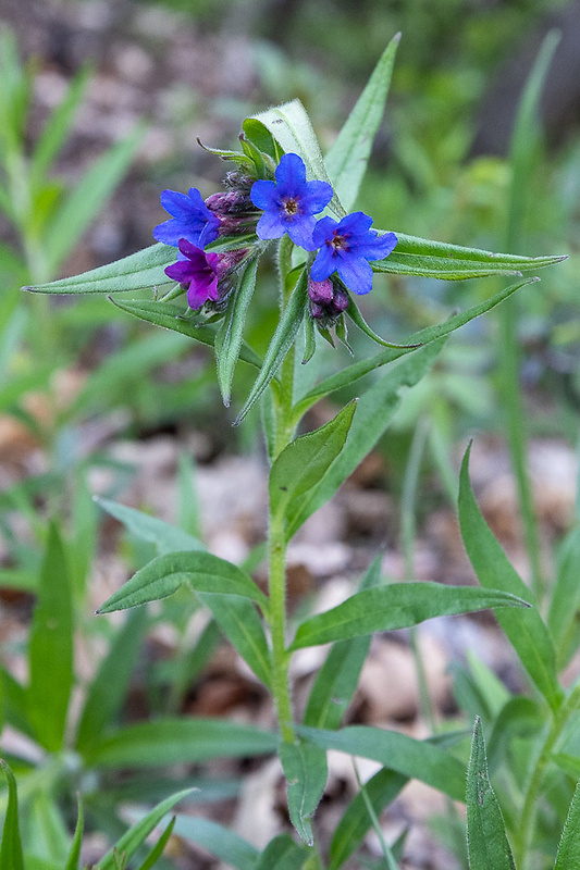 kamienka modropurpurová Lithospermum purpurocaeruleum L.