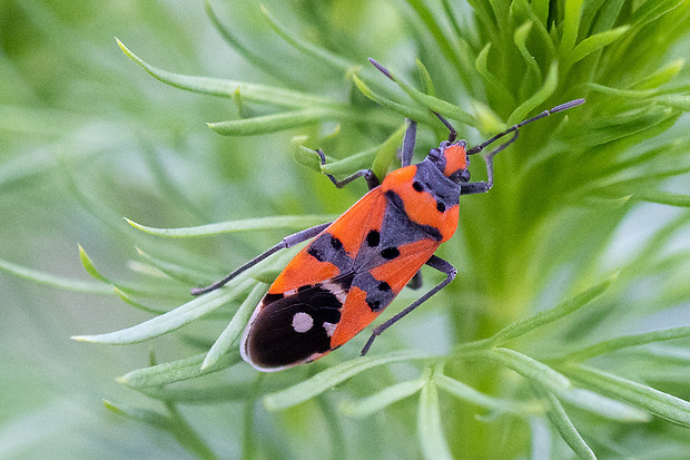 behavka pestrá Lygaeus equestris