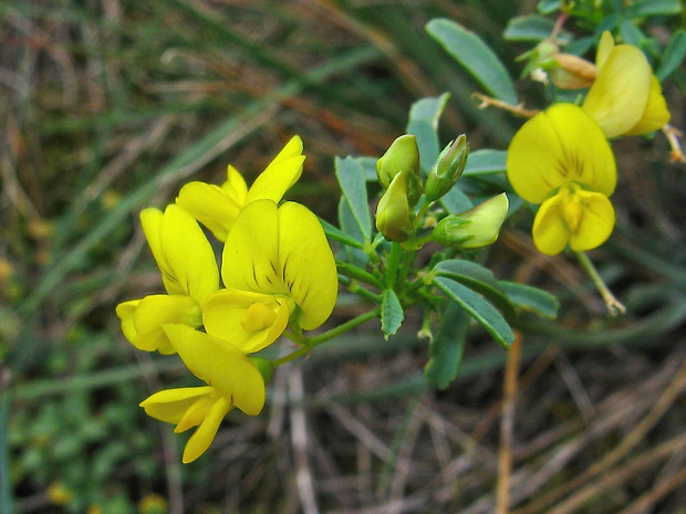 lucerna rozprestretá Medicago prostrata Jacq.