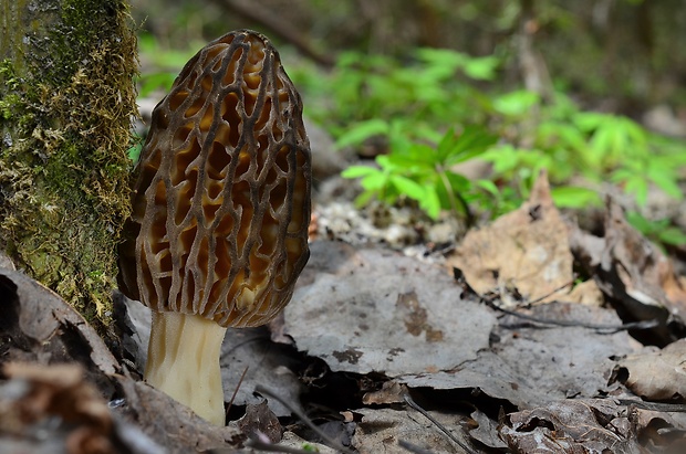 smrčok kužeľovitý Morchella conica Pers.