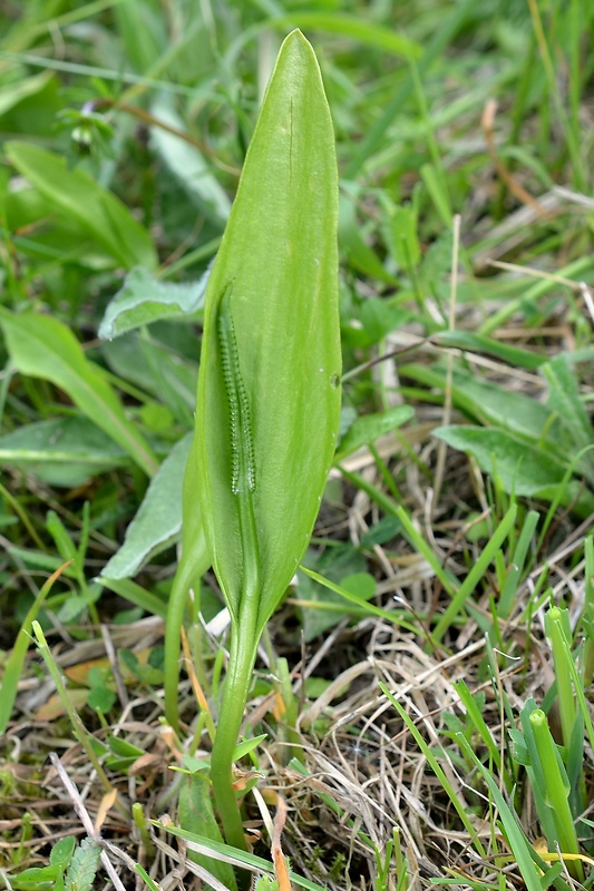 hadivka obyčajná Ophioglossum vulgatum L.