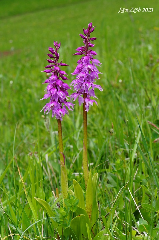 vstavač mužský poznačený Orchis mascula subsp. signifera (Vest) Soó