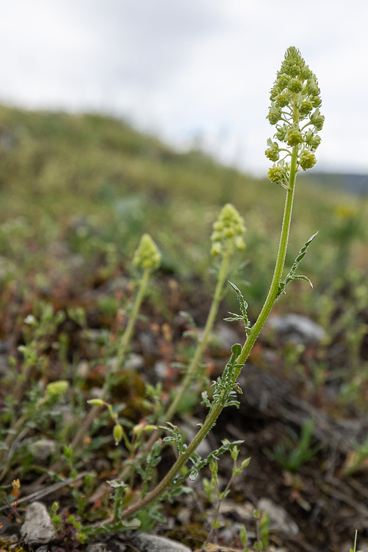 rezeda žltá Reseda lutea L.