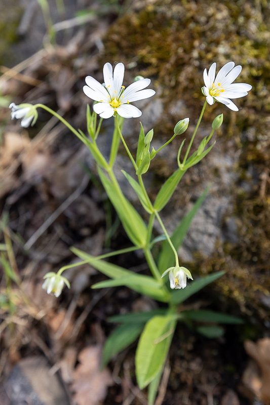 hviezdica veľkokvetá Stellaria holostea L.