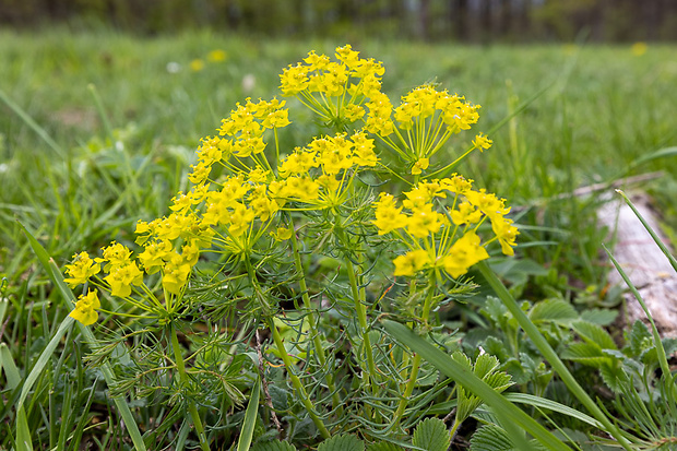 mliečnik chvojkový Tithymalus cyparissias (L.) Scop.