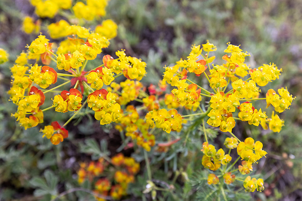 mliečnik chvojkový Tithymalus cyparissias (L.) Scop.