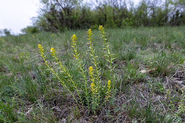 mliečnik chvojkový Tithymalus cyparissias (L.) Scop.