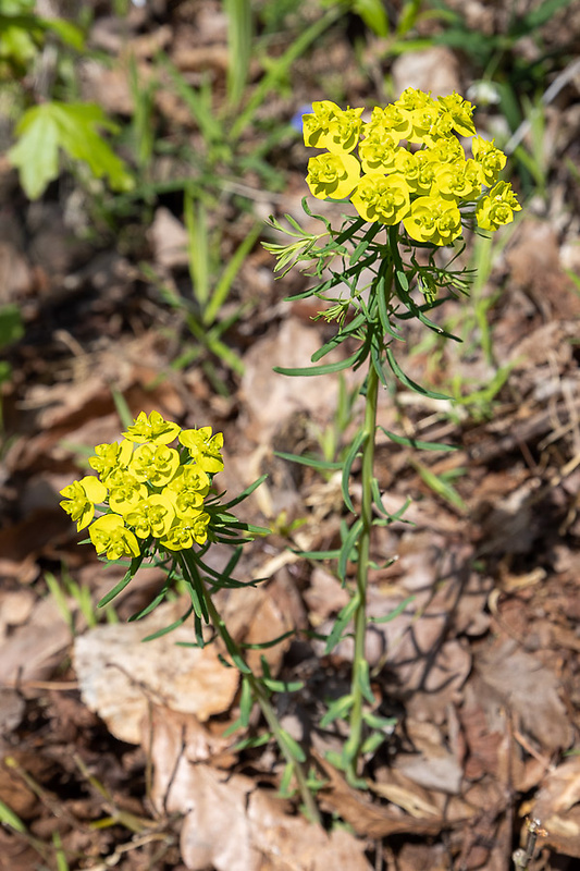 mliečnik chvojkový Tithymalus cyparissias (L.) Scop.