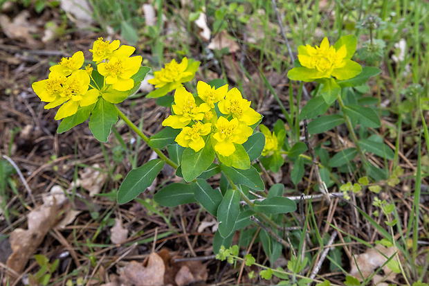 mliečnik mnohofarebný Tithymalus epithymoides (L.) Klotzsch et Garcke