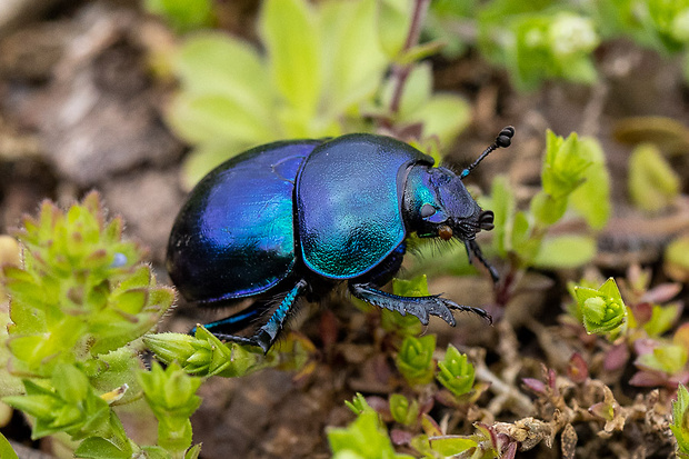 lajniak hladký Trypocopris vernalis