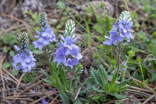 veronika rozprestretá Veronica prostrata L.