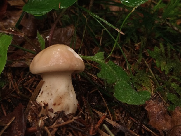 čírovnica májová Calocybe gambosa (Fr.) Donk