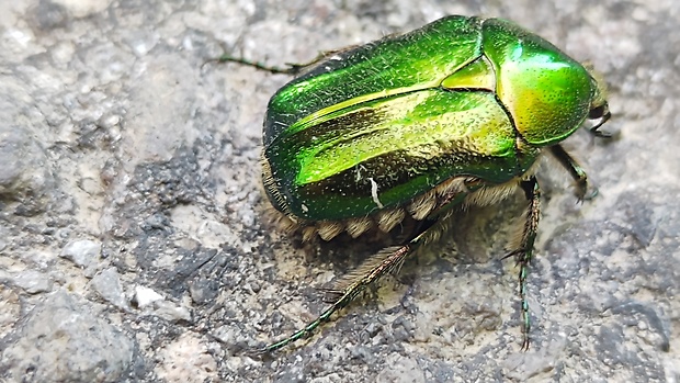 zlatoň obyčajný  Cetonia aurata Linnaeus