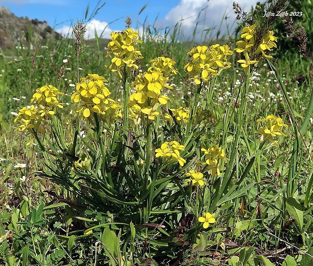 horčičník Erysimum raulinii Boiss.