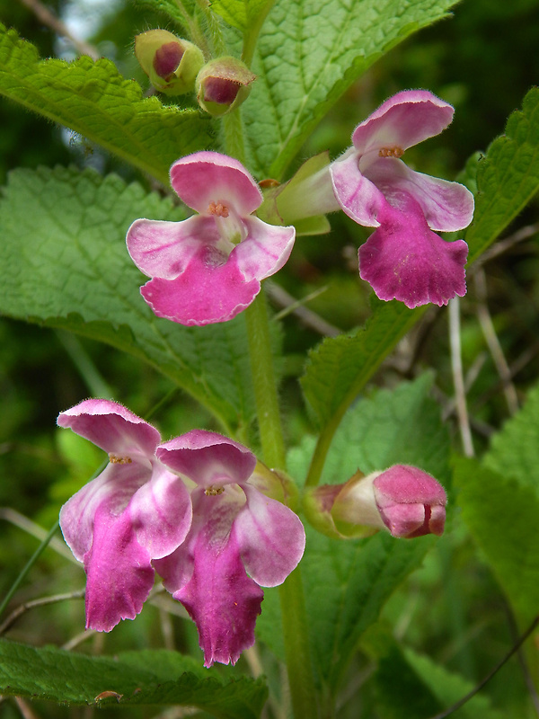 medúnka medovkolistá Melittis melissophyllum L.