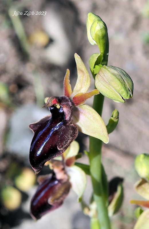 hmyzovník Ophrys doerfleri