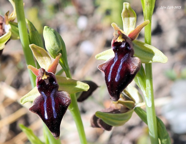 hmyzovník Ophrys doerfleri