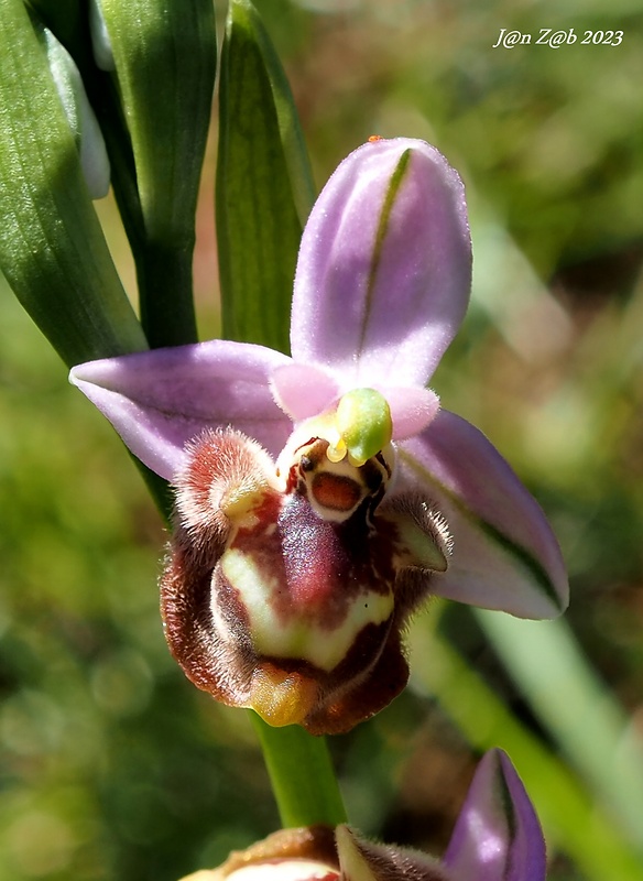 hmyzovník Ophrys fuciflora subsp. candica E.Nelson ex Soó