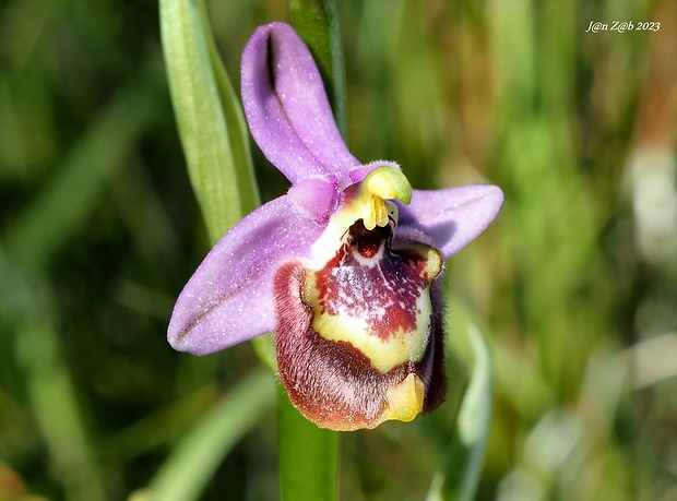 hmyzovník Ophrys fuciflora subsp. candica E.Nelson ex Soó