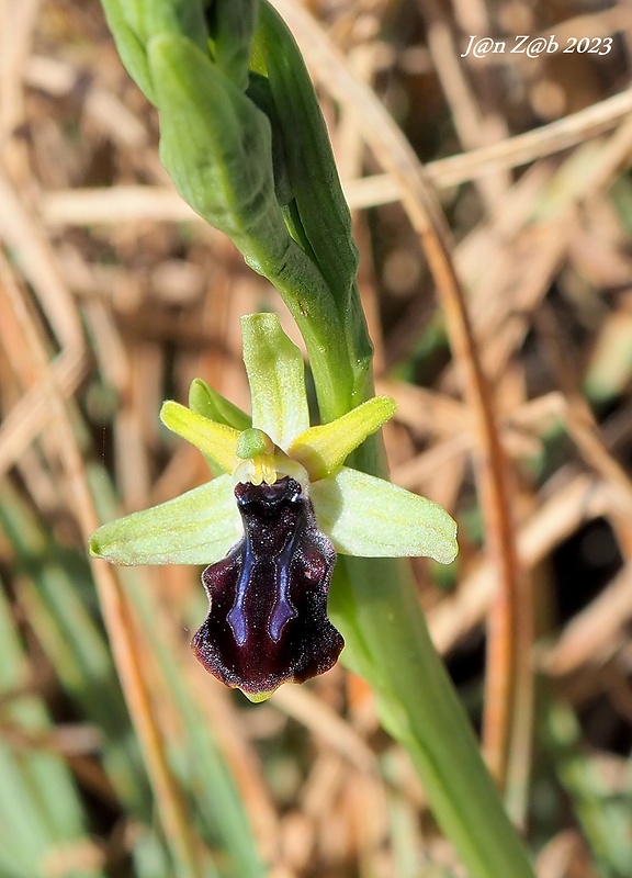 hmyzovník Ophrys gortynia (H. Baumann &amp; Künkele) Paulus