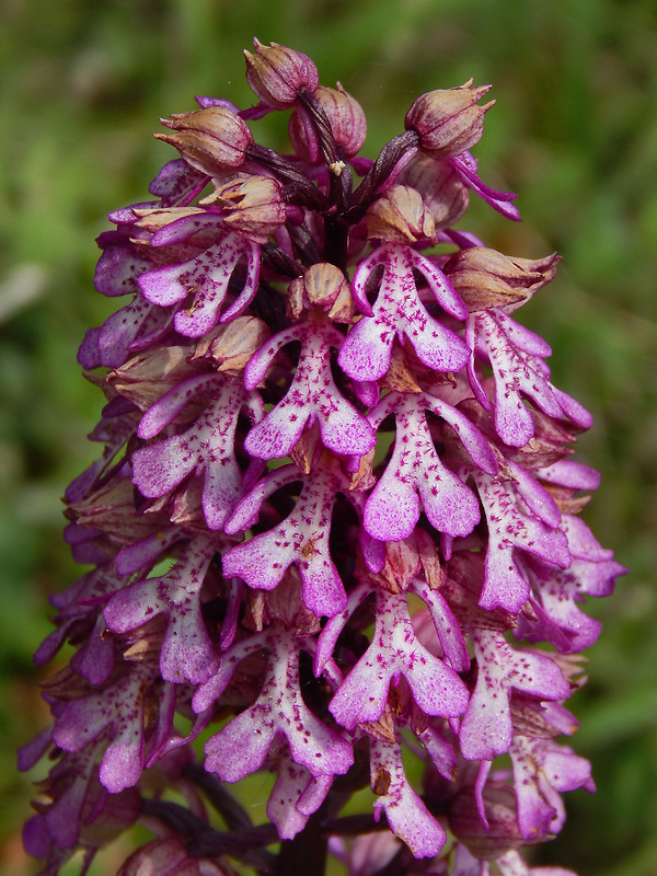 vstavač Orchis × hybrida (Lindl.) Boenn. ex Rchb.