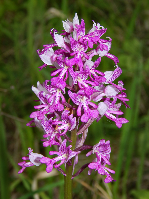 vstavač vojenský Orchis militaris L.