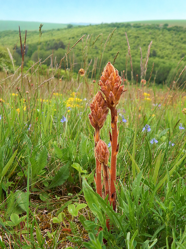 záraza žltá Orobanche lutea Baumg.