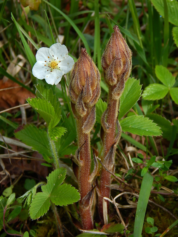 záraza žltá Orobanche lutea Baumg.