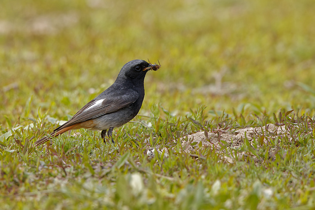 žltochvost domový ♂ Phoenicurus ochruros