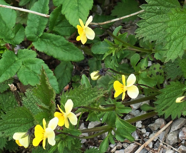 fialka roľná Viola arvensis Murray