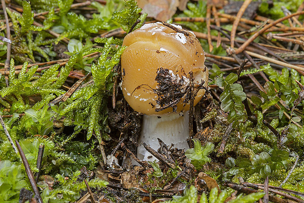 muchotrávka slamovožltá Amanita gemmata (Fr.) Bertill.