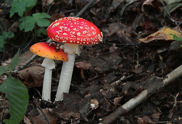 muchotrávka červená Amanita muscaria (L.) Lam.