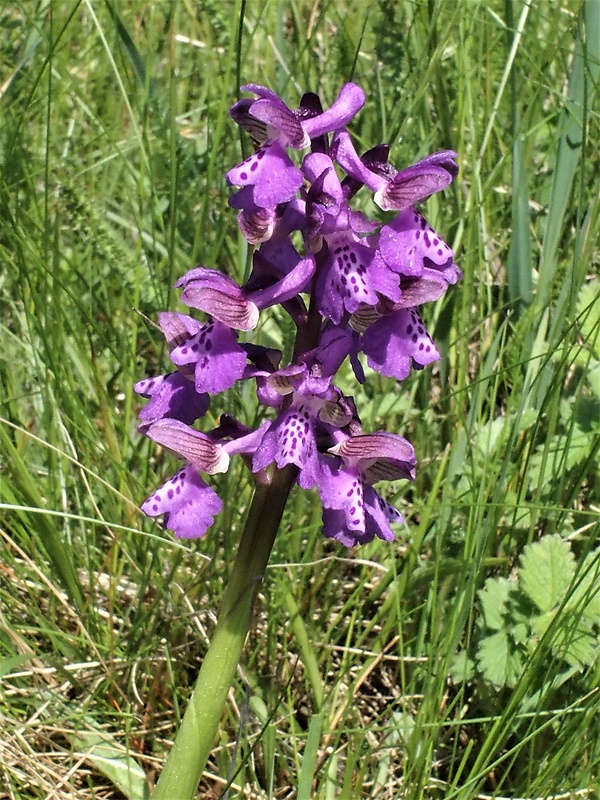 červenohlav obyčajný Anacamptis morio (L.) R. M. Bateman, A. M. Pringeon & M. W. Chase