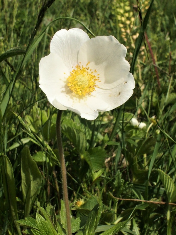 veternica lesná Anemone sylvestris L.