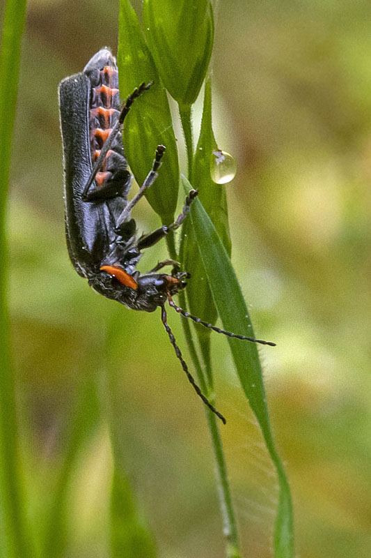 snehuľčík sivočierny  Cantharis fusca