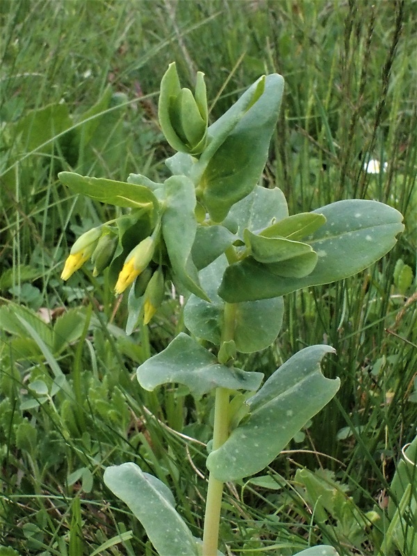 voskovka menšia Cerinthe minor L.