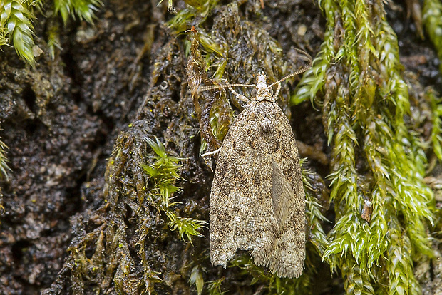 obaľovač  Cnephasia sp.