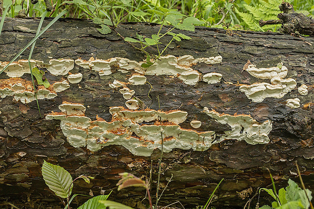 trúdnikovník borovicový Dichomitus squalens (P. Karst.) D.A. Reid