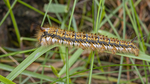 priadkovec trávový  Euthrix potatoria