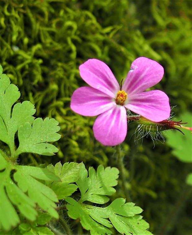 pakost smradľavý Geranium robertianum L.