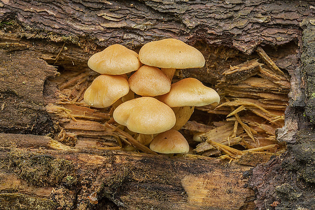 strapcovka zväzkovitá Hypholoma fasciculare (Huds.) P. Kumm.