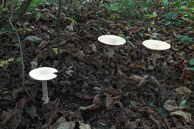 strmuľka veľká Infundibulicybe geotropa (Bull.) Harmaja