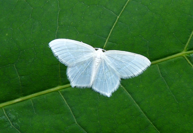 piadivka zelenkavá Jodis lactearia