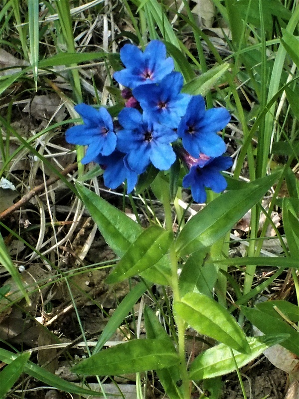 kamienka modropurpurová Lithospermum purpurocaeruleum L.