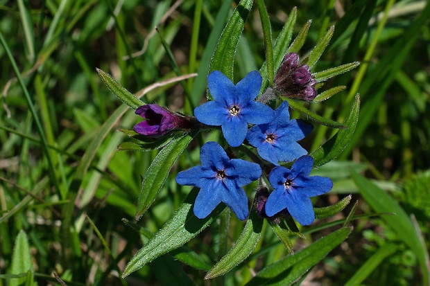 kamienka modropurpurová Lithospermum purpurocaeruleum L.