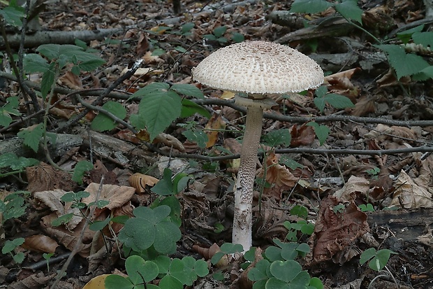 bedľa vysoká Macrolepiota procera (Scop.) Singer