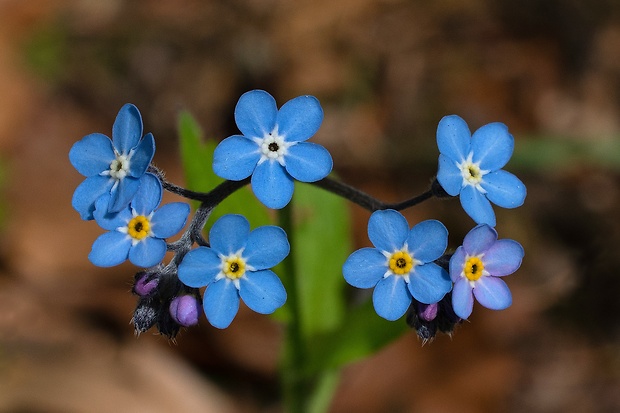 nezábudka lesná Myosotis sylvatica Ehrh. ex Hoffm.