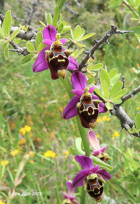 hmyzovník Ophrys episcopalis x Ophris heldreichii