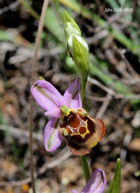 hmyzovník Ophrys episcopalis